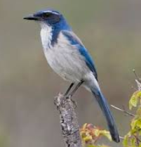 ScrubJay