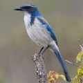 ScrubJay